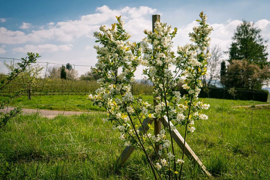 HerzenskraftGarten-Herzblüten